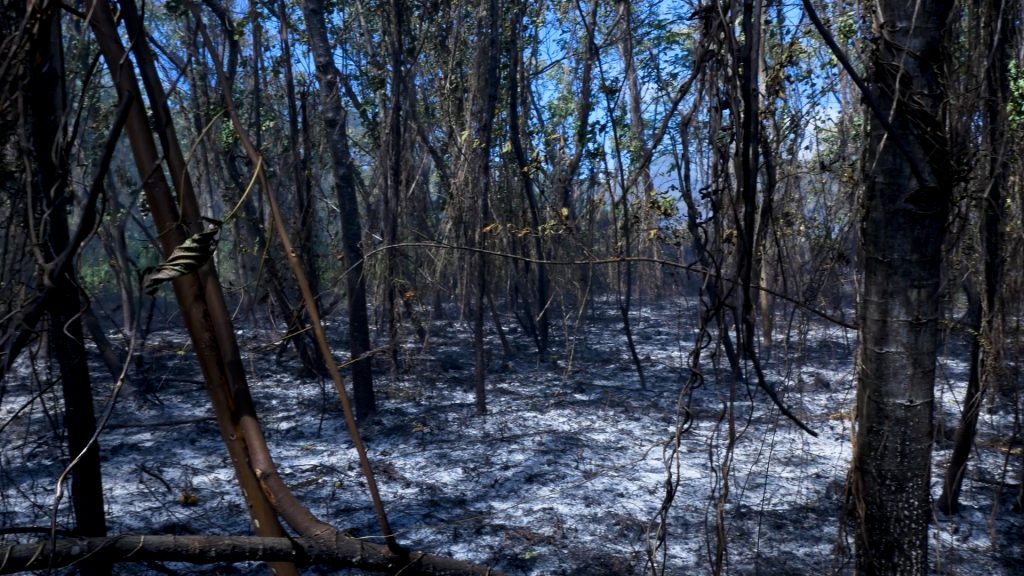 Wildfire leftovers.