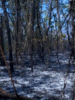 Wildfire leftovers.