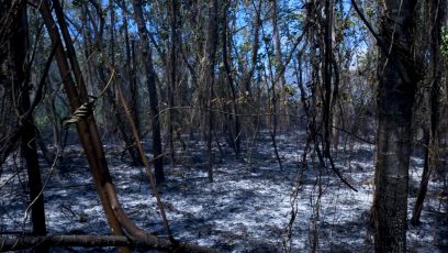 Wildfire leftovers.
