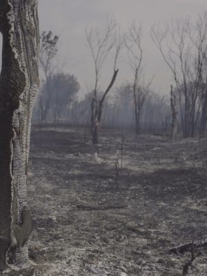 Wildfire leftovers.