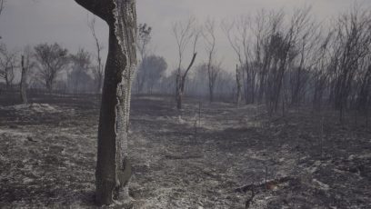 Wildfire leftovers.