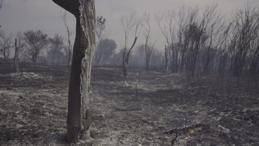 Wildfire leftovers.