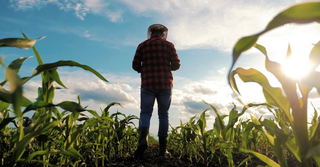 Farmer standing on his field.